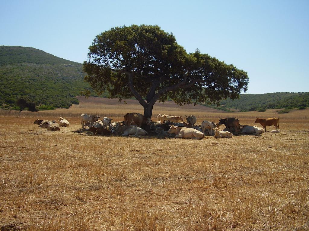 Agriturismo Cuile De Molino بورتو توريس المظهر الخارجي الصورة