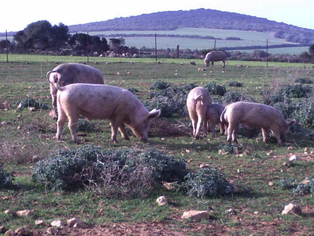 Agriturismo Cuile De Molino بورتو توريس المظهر الخارجي الصورة