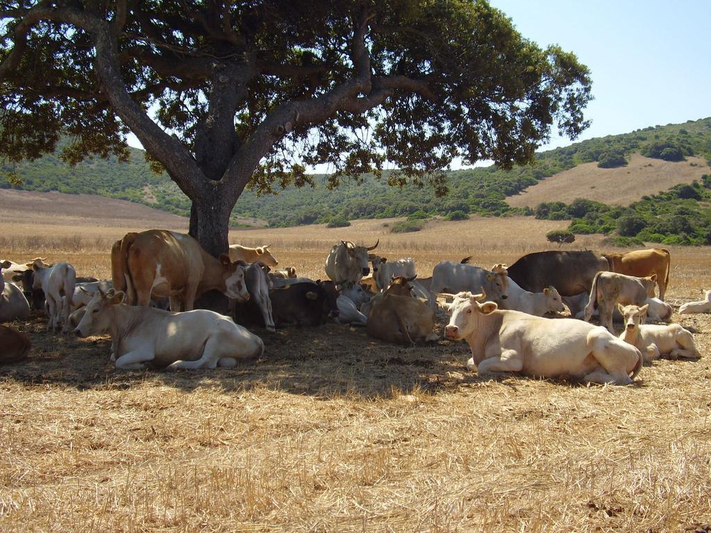 Agriturismo Cuile De Molino بورتو توريس المظهر الخارجي الصورة