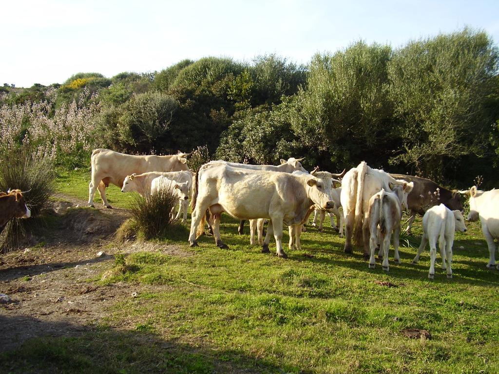 Agriturismo Cuile De Molino بورتو توريس المظهر الخارجي الصورة