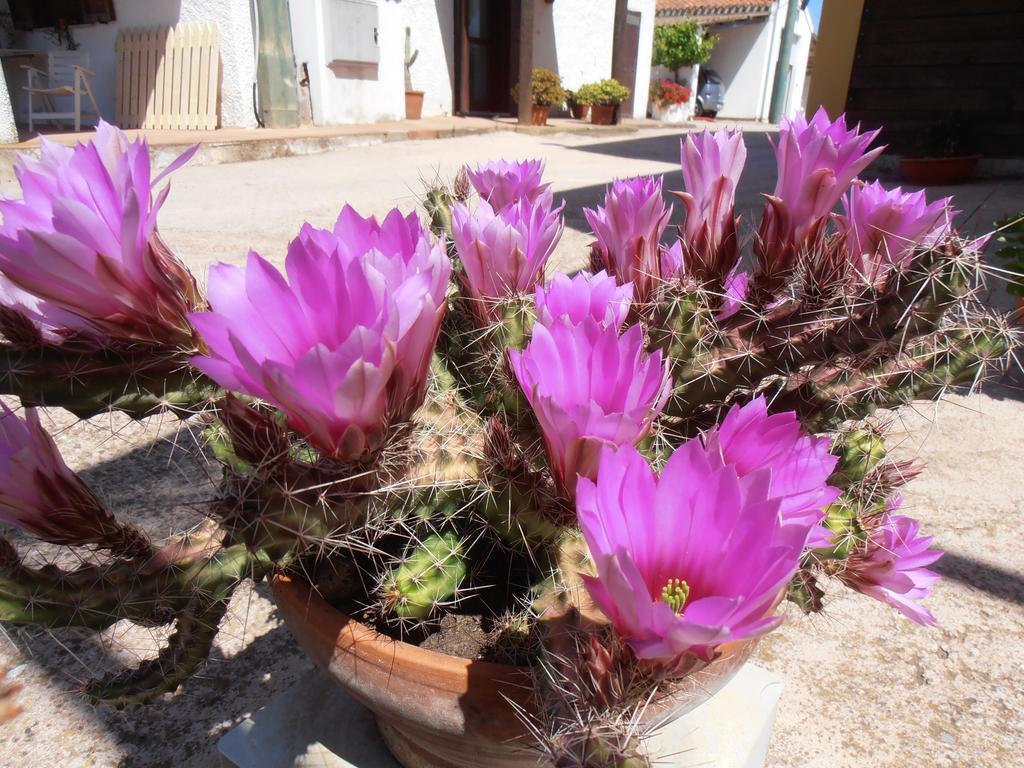 Agriturismo Cuile De Molino بورتو توريس المظهر الخارجي الصورة